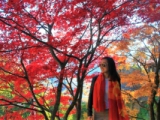 Thời điểm lá vàng lá đỏ ở Nhật Bản thu 2022